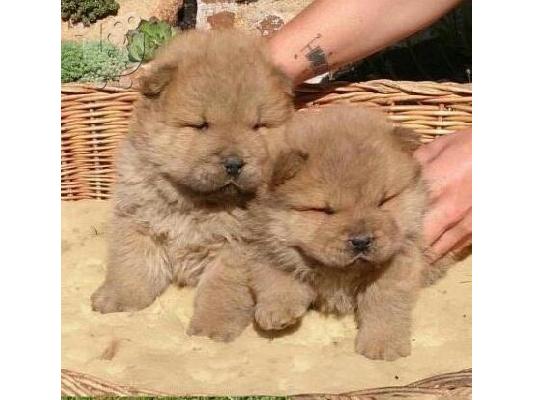 Pomeranian καθαροαιμα ΚΡΗΤΗ 6979314054